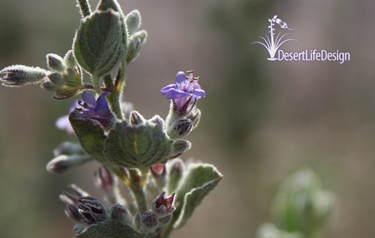 Desert lavender at Desert Life Design
