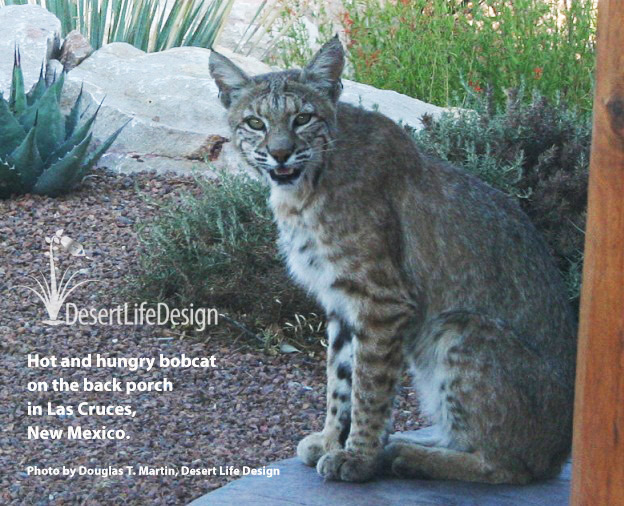 A bobcat watches Desert Life Design in New Mexico