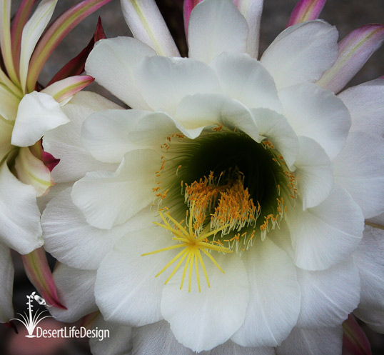 Close-up of Argentine giant cactus flower