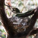 Hummingbird and camouflaged nest