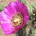 Purple cactus flower