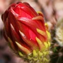 Large cactus flower bud