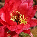 Cactus flower attracts pollinators