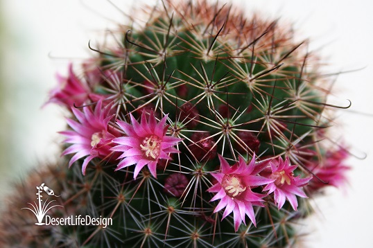 Cactus flowers outside at Desert Life Design