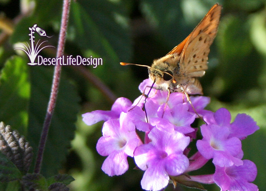 Butterfly named fiery skipper on lantana