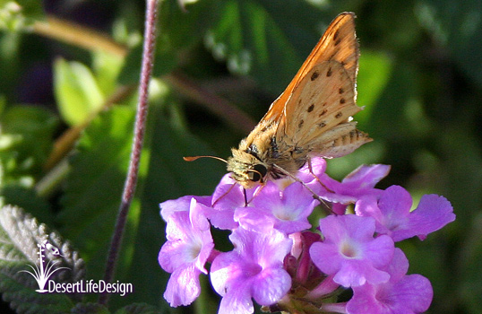 Fiery skipper on lantana