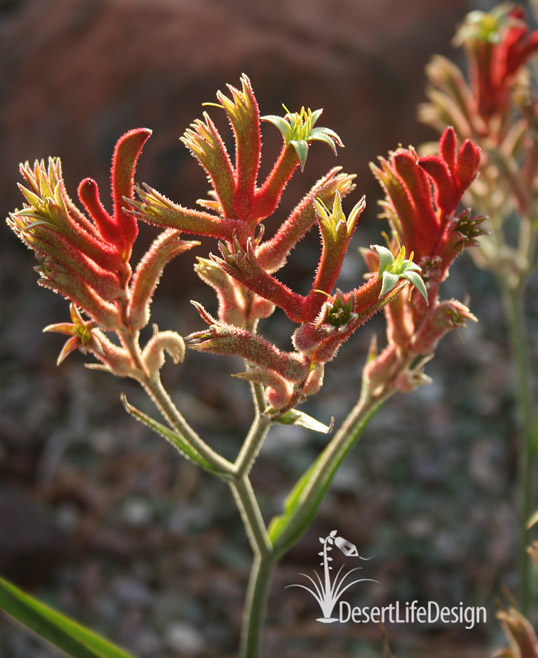 Writing about weevils at Desert Life Design