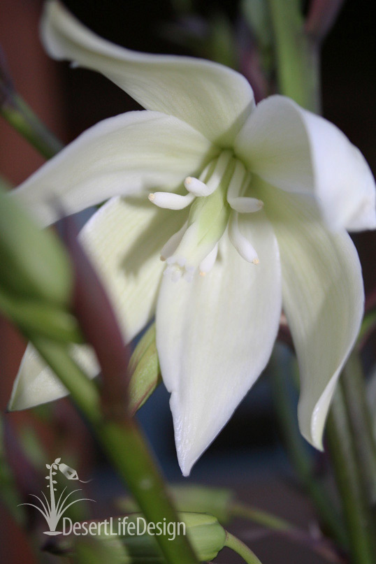 Large yucca flower in New Mexico desert