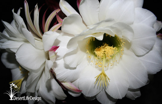 Argentine giant cactus flower