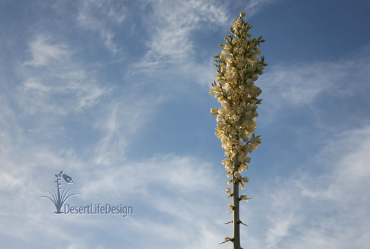 soaptree yucca flower stalk