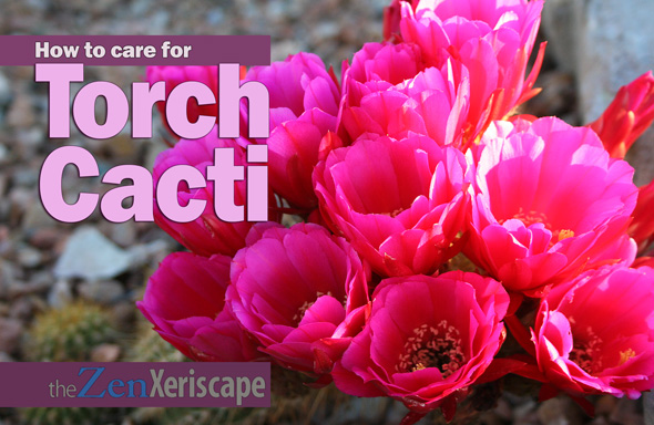 Desert Life Design and Wordpress Desert Life Design posted content on Wordpress