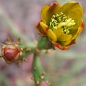 Pencil cactus flower