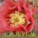 Pink cactus flower