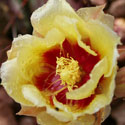 Cactus flower after the rain"